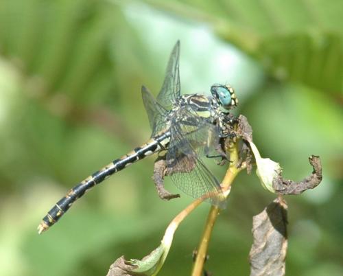 Onychogomphus uncatus
